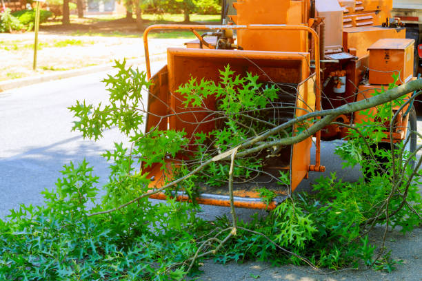 The Steps Involved in Our Tree Care Process in Four Oaks, NC